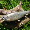 Cutthroat on base Cutthroat on base